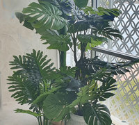 latest Surfers Venue is a 'cool green scene'...