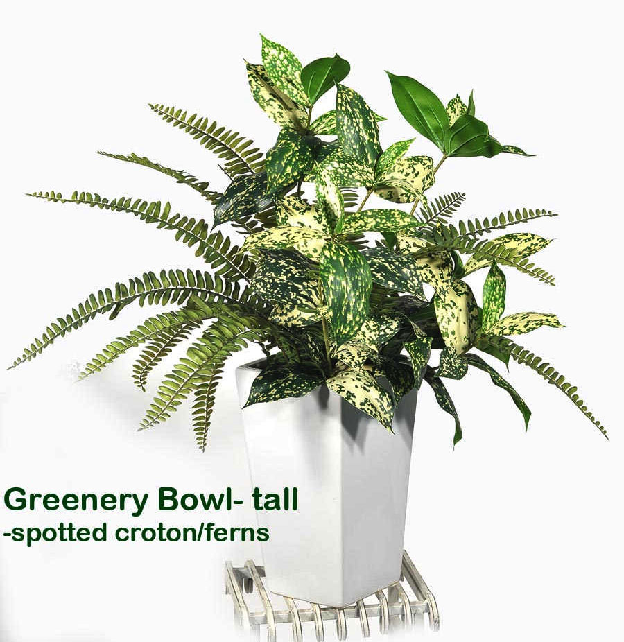 Greenery Bowls- spotted Croton & Fern mix