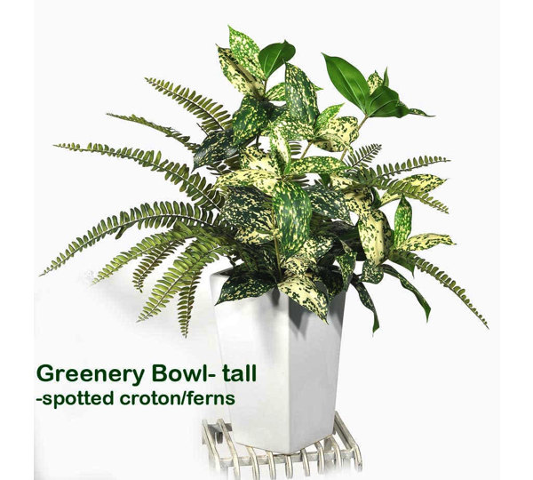 Greenery Bowls- spotted Croton & Fern mix