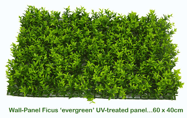 Articial Plants - Wall-Panels Ficus 'evergreen' UV panel