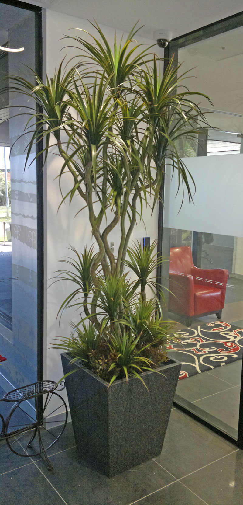 Dracaena- mini-yucca 1.5m with 6 heads