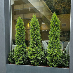 Cypress Pine [indoor] 1.5m - artificial plants, flowers & trees - image 1