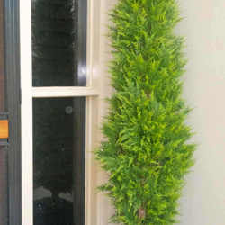 Cypress Pine 2.1M - artificial plants, flowers & trees - image 1
