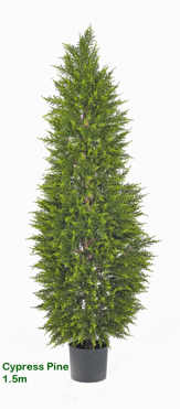 Cypress Pine 1.5M