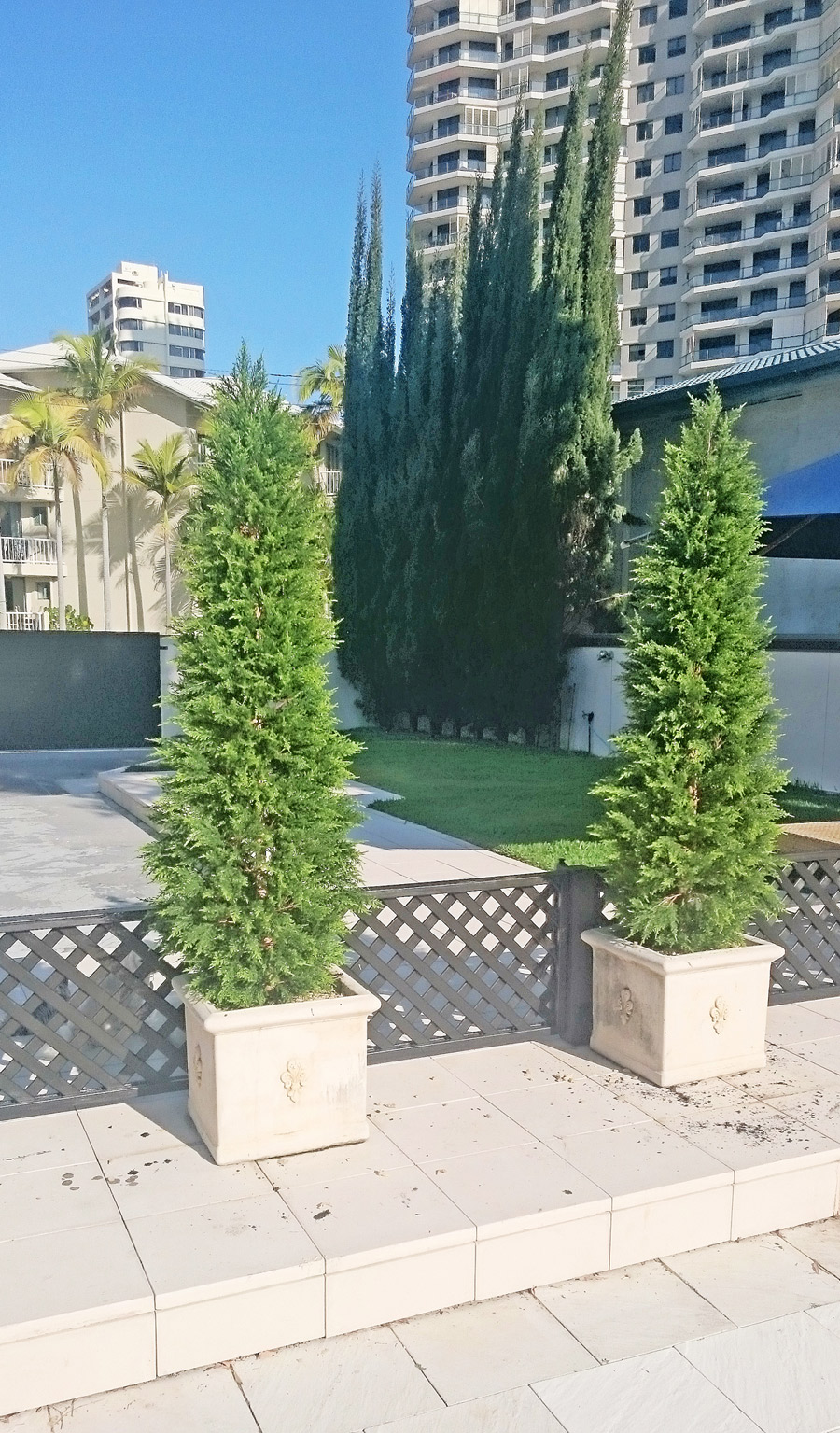 artificial Cypress Pine, fake cypress pine, artificial conifer, fake