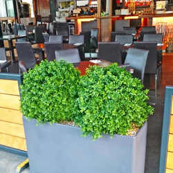 Boxwood Topiary 55cm UV-treated - artificial plants, flowers & trees - image 4