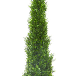 Cypress Pine UV 1.5m  - artificial plants, flowers & trees - image 10