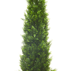 Cypress Pine UV 1.8m  - artificial plants, flowers & trees - image 8