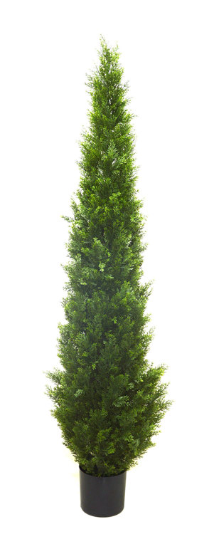 Articial Plants - Cypress Pine UV 1.8m 