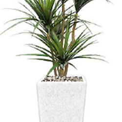 Draceana- marginata 1.2m with 4 heads - artificial plants, flowers & trees - image 4