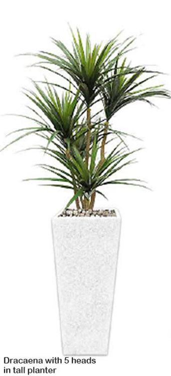 Articial Plants - Draceana- marginata 1.2m x4 heads