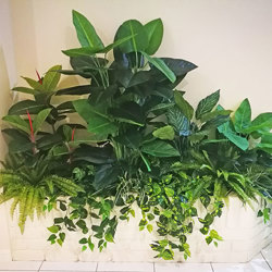 Philodendron 'elephant-ears' 1.8m - artificial plants, flowers & trees - image 3