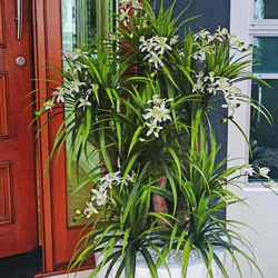 Orchid Trees 1m sml - artificial plants, flowers & trees - image 1