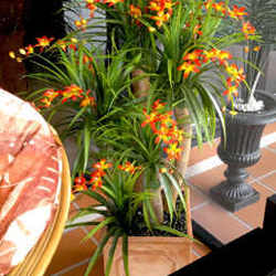 Artificial Orchid Trees 1m - artificial plants, flowers & trees - image 3