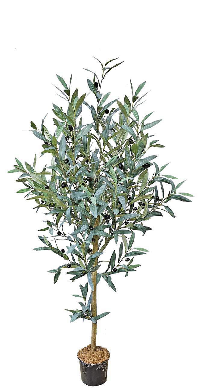 Olive Topiary 1.2m