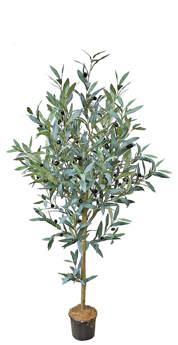 Olive Topiary 1.2m