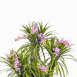 Artificial Orchid Trees 1m - artificial plants, flowers & trees - image 5