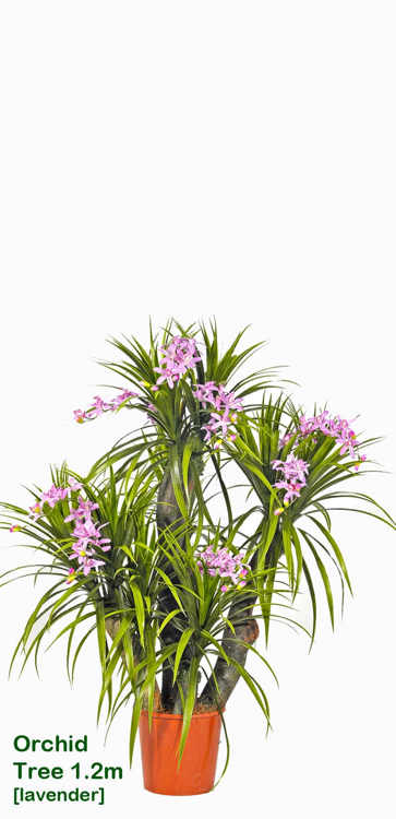 Articial Plants - Artificial Orchid Trees 1m