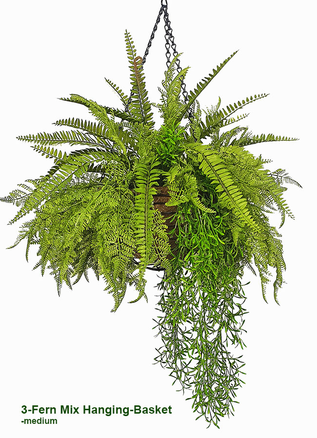 Hanging Baskets- 3-Fern Mix