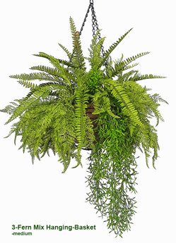 Hanging Baskets- 3-Fern Mix