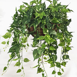 Hanging Baskets- Saxifragia {med} - artificial plants, flowers & trees - image 1