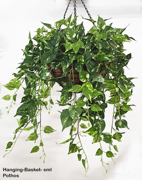 Articial Plants - Hanging Baskets- Pothos {medium}