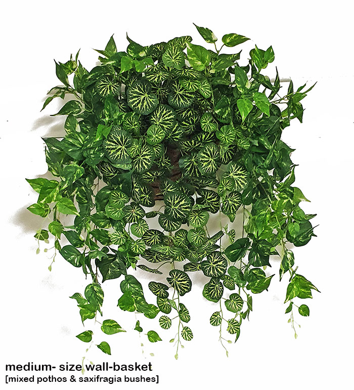 Wall-Baskets Pothos-medium