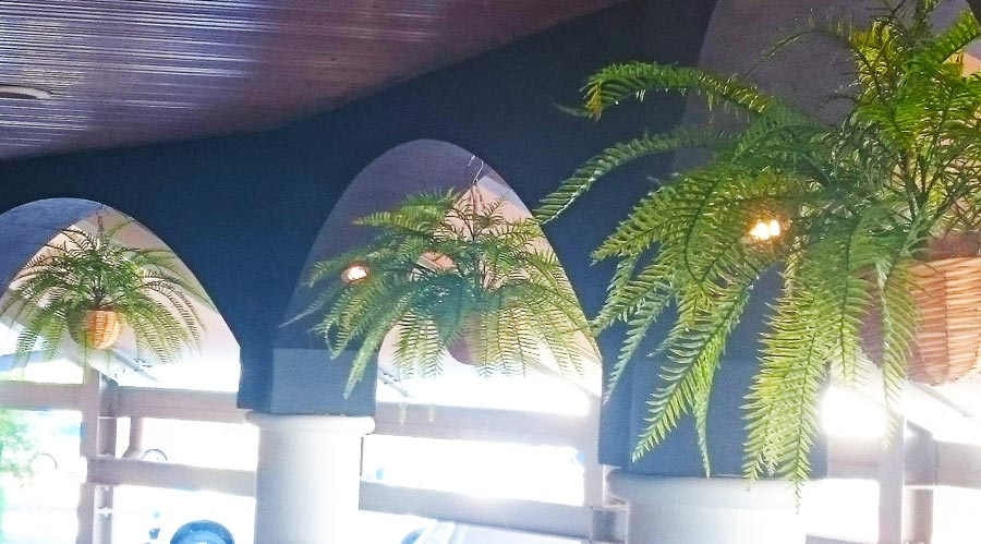 Hanging Baskets- Ferns (medium)