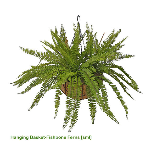 Hanging Baskets- Ferns (medium)