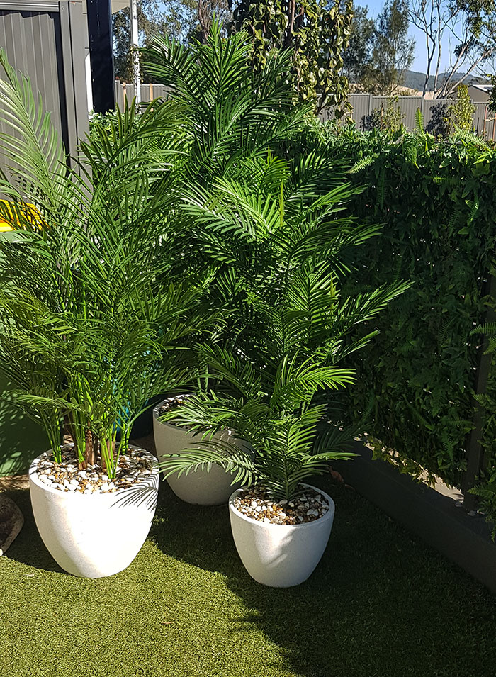 Alexandra Palm 1.6m UVtreated