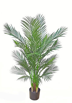 Alexander Palm 1.4m UV-treated