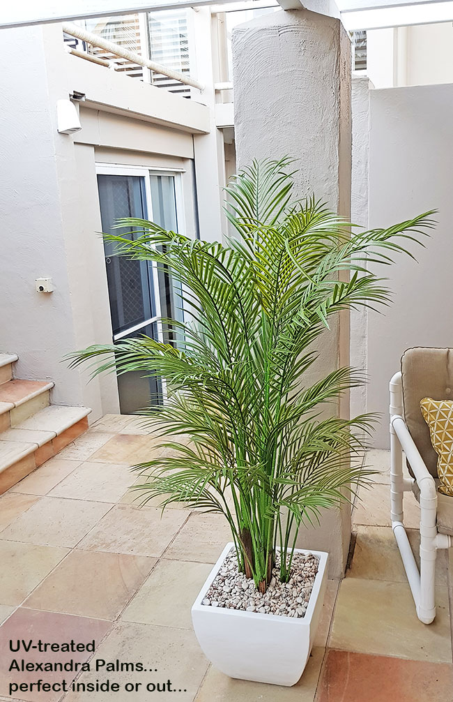 Larger Outdoor Plants