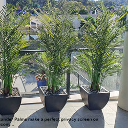 Alexander Palm 2.1m UV-treated  - artificial plants, flowers & trees - image 9