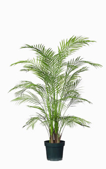 Alexander Palm 1.2m UV-treated