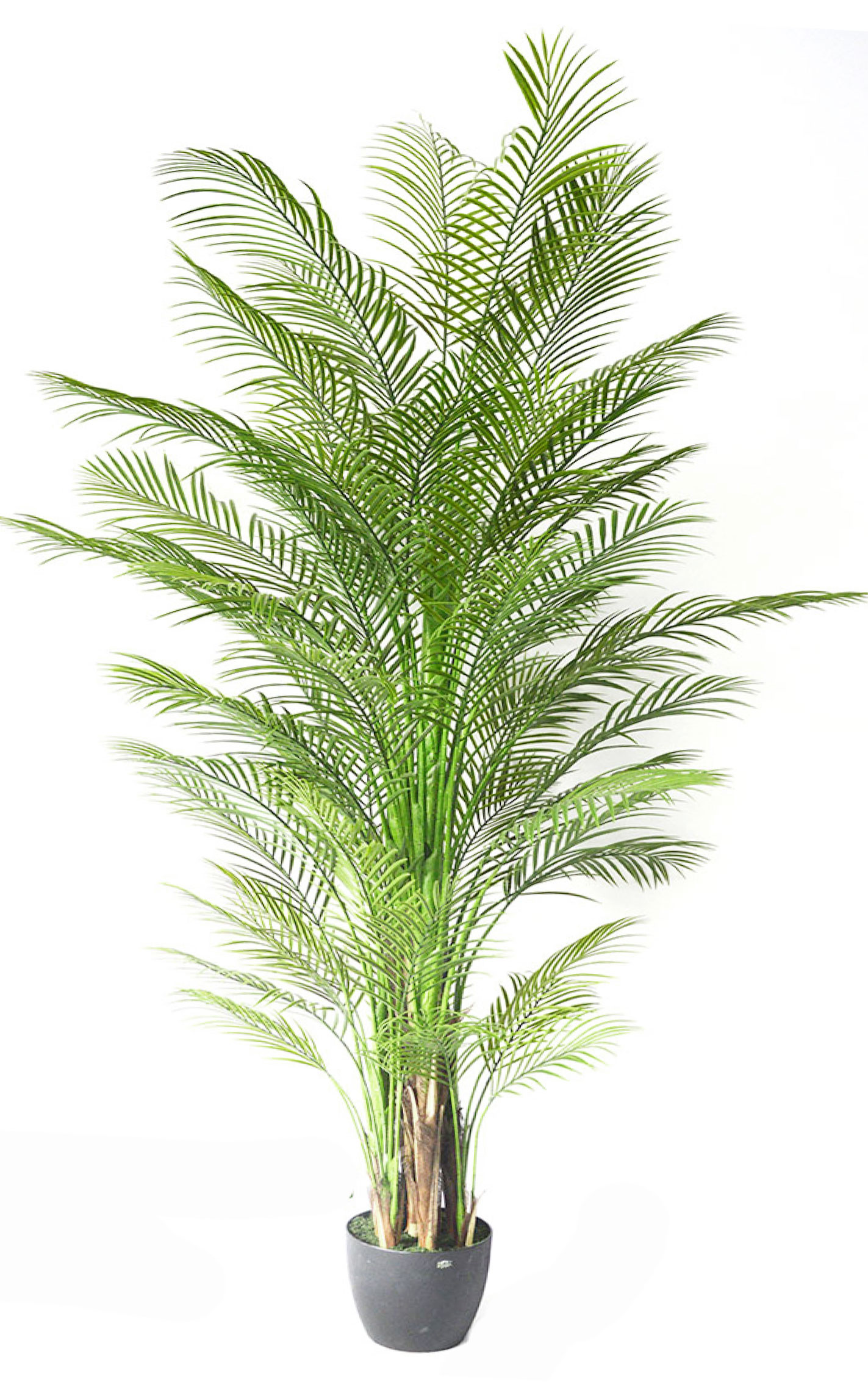 Alexander Palm 2.4m UV-treated