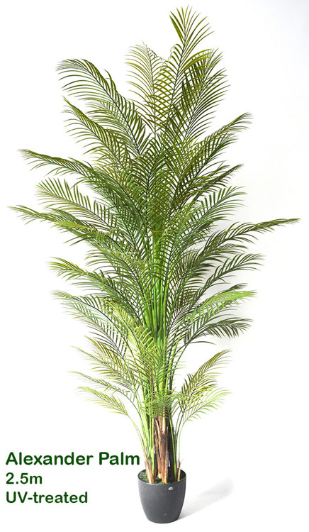 Articial Plants - Alexander Palm 2.4m UV-treated