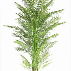 Alexander Palm 2.1m UV-treated  - artificial plants, flowers & trees - image 10