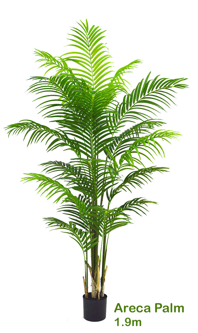 Areca Palm 1.9m
