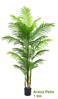 Areca Palm 1.9m