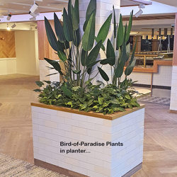 Bird of Paradise Plant 1.4m - artificial plants, flowers & trees - image 4