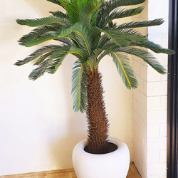 Cycad Palm 2m - artificial plants, flowers & trees - image 3
