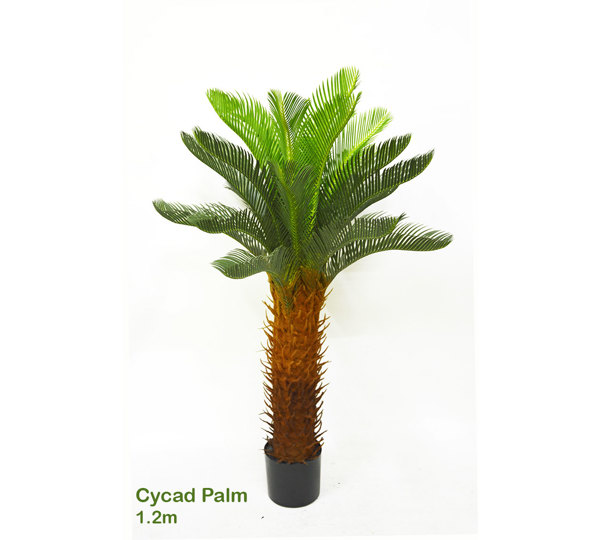 Cycas Palm 1.2m