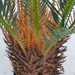 Cycad Palm 2m - artificial plants, flowers & trees - image 1