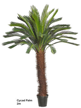 Cycad Palm 2m