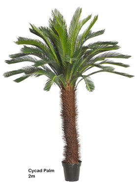 Cycad Palm 2m