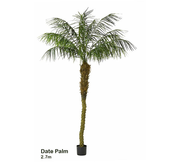 Date Palms- 2.7m