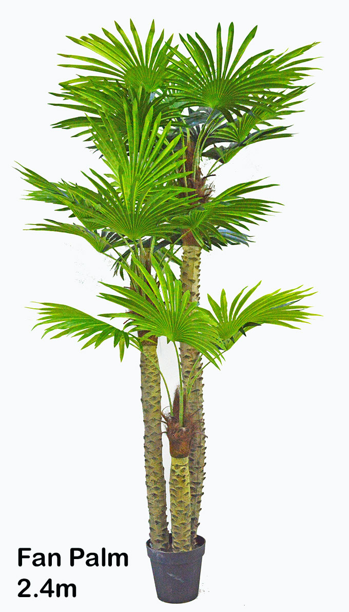 Fan Palm 2.4m [lge foliage]