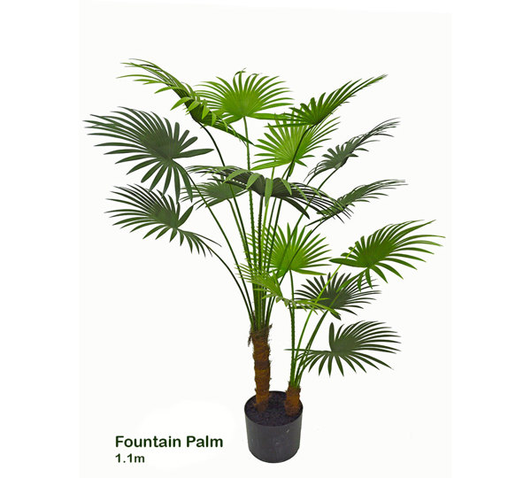 Fountain Palm 1.1m
