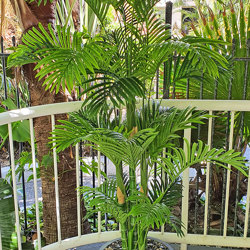 Golden Cane Palm 1.8m - artificial plants, flowers & trees - image 4