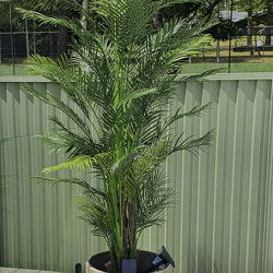 Alexander Palm 2.4m UV-treated - artificial plants, flowers & trees - image 1
